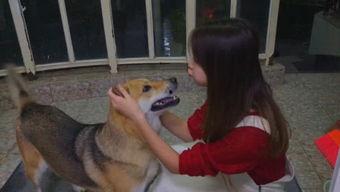 娱乐吃瓜酱阿姨卖小狗